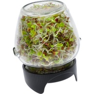 Twist off Jar Sprout + Seeds for Sprouts