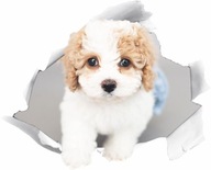 3D nálepka ŠTEŇA DOG v diere 3D nálepka ŠTEŇA DOG v diere