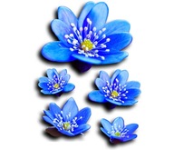 NÁLEPKY NÁLEPKY TUNING BLUE FLOWERS UV