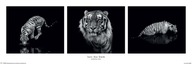 Čiernobiely plagát s tigrom, 91,5 x 30,5 cm