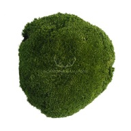 Giant Cushion Moss, tmavozelená