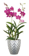 Strieborné puzdro na orchideu Crystal Scheurich 17 Strieborné puzdro na orchideu Crystal Scheurich 17