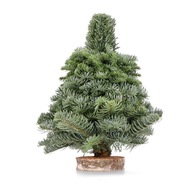 Vianočný stromček z konárov jedle nobilis 30cm ECO