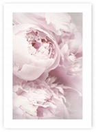 PIVONIE PIVONIE KVETY plagát B2 50x70cm #120 PIVONIE PIVONIE KVETY plagát B2 50x70cm #120
