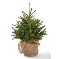 Vianočný stromček ECO Smrek obyčajný v črepníku 130 cm