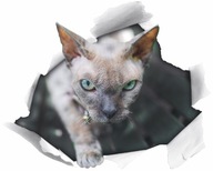 3D nálepka na stenu MAČKA v diere, auto, nábytok 3D nálepka na stenu MAČKA v diere, auto, nábytok