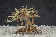 Akvarijný bonsajový strom Aquasilva Kinabalu