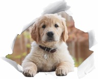 3D nálepka ŠTEŇA DOG v diere 3D nálepka ŠTEŇA DOG v diere