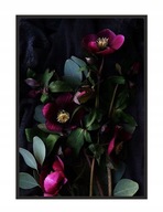 OBRAZOVÝ PLAGÁT V RÁME 53x73 cm Kvety P1525 OBRAZOVÝ PLAGÁT V RÁME 53x73 cm Kvety P1525