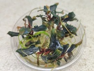 Bucephalandra sp. \ 'Blue Green \' [porcia 80 ml]