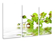 OBRAZOVÉ TRYPTIKY ZELENÉ ORCHIDOVÉ TRIPTIKY 120x80 OBRAZOVÉ TRYPTIKY ZELENÉ ORCHIDOVÉ TRIPTIKY 120x80