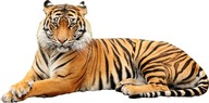 TIGER NÁLEPY NA STENU 9 150x75cm TIGER NÁLEPY NA STENU 9 150x75cm