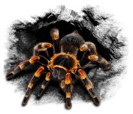 AUTOTUNING NÁLEPKA SPIDER SPIDER TARANTULA UV AUTOTUNING NÁLEPKA SPIDER SPIDER TARANTULA UV