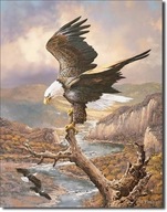 Kovový plagátový vývesný štít USA Colorado Land of the Eagle