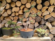 Euro-Akadama - bonsai pôda 20 Kg/40 L - 1-4mm