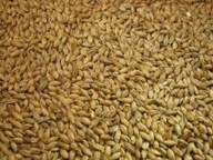 Jačmenný slad PALE ALE/PILS 4,5EBC Crisp 5kg Jačmenný slad PALE ALE/PILS 4,5EBC Crisp 5kg