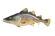 GABY vankúšik rybička COD mini 38cm GABY vankúšik rybička COD mini 38cm